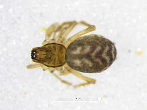  ( - Hala_NMBA_19301_F)  @11 [ ] Creative Commons  Attribution Share-Alike (by-sa) (2024) Charles Haddad University of the Free State