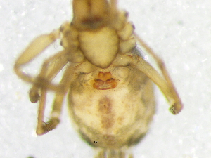  ( - Hala_NMBA_19301_F)  @11 [ ] Creative Commons  Attribution Share-Alike (by-sa) (2024) Charles Haddad University of the Free State