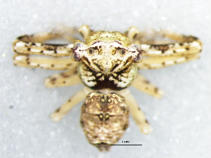  ( - Phtu_NMBA_19471_F)  @11 [ ] Creative Commons  Attribution Share-Alike (by-sa) (2024) Charles Haddad University of the Free State