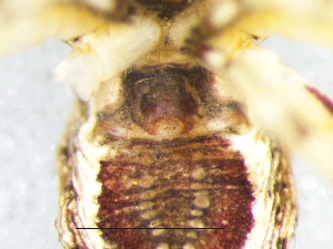  ( - Phtu_NMBA_19471_F)  @11 [ ] Creative Commons  Attribution Share-Alike (by-sa) (2024) Charles Haddad University of the Free State