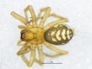  ( - Hala_NMBA_19478_F1)  @11 [ ] Creative Commons  Attribution Share-Alike (by-sa) (2024) Charles Haddad University of the Free State