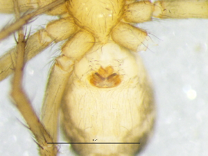  ( - Hala_NMBA_19478_F1)  @11 [ ] Creative Commons  Attribution Share-Alike (by-sa) (2024) Charles Haddad University of the Free State