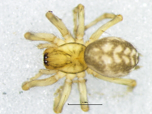  ( - Hala_NMBA_19478_F3)  @11 [ ] Creative Commons  Attribution Share-Alike (by-sa) (2024) Charles Haddad University of the Free State