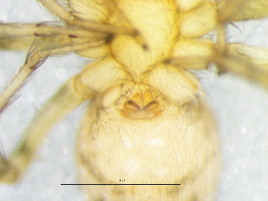  ( - Hala_NMBA_19478_F3)  @11 [ ] Creative Commons  Attribution Share-Alike (by-sa) (2024) Charles Haddad University of the Free State