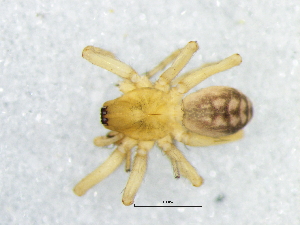  ( - Hala_NMBA_19478_M1)  @11 [ ] Creative Commons  Attribution Share-Alike (by-sa) (2024) Charles Haddad University of the Free State