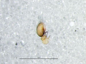  ( - Hala_NMBA_19478_M1)  @11 [ ] Creative Commons  Attribution Share-Alike (by-sa) (2024) Charles Haddad University of the Free State