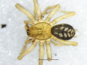  ( - Hala_NMBA_19478_M2)  @11 [ ] Creative Commons  Attribution Share-Alike (by-sa) (2024) Charles Haddad University of the Free State