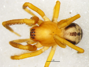  ( - Prna_NMBA_19542_F)  @11 [ ] Creative Commons  Attribution Share-Alike (by-sa) (2024) Charles Haddad University of the Free State