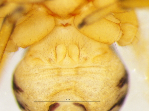  ( - Prna_NMBA_19542_F)  @11 [ ] Creative Commons  Attribution Share-Alike (by-sa) (2024) Charles Haddad University of the Free State