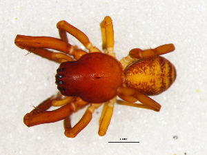  ( - Prna_NMBA_19574_M)  @11 [ ] Creative Commons  Attribution Share-Alike (by-sa) (2024) Charles Haddad University of the Free State