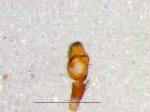  ( - Prna_NMBA_19574_M)  @11 [ ] Creative Commons  Attribution Share-Alike (by-sa) (2024) Charles Haddad University of the Free State