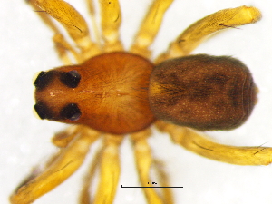  ( - Trun_NMBA_19584_F)  @11 [ ] Creative Commons  Attribution Share-Alike (by-sa) (2024) Charles Haddad University of the Free State