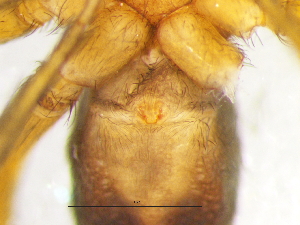  ( - Trun_NMBA_19584_F)  @11 [ ] Creative Commons  Attribution Share-Alike (by-sa) (2024) Charles Haddad University of the Free State