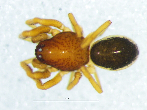  ( - Camo_NMBA_19699_M)  @11 [ ] Creative Commons  Attribution Share-Alike (by-sa) (2025) Charles Haddad University of the Free State