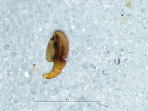  ( - Prpu_NMBA_19716_M)  @11 [ ] Creative Commons  Attribution Share-Alike (by-sa) (2025) Charles Haddad University of the Free State