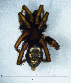  (Cydrela - Cysp_NMBA_19702_M)  @11 [ ] Creative Commons  Attribution Share-Alike (by-sa) (2025) Charles Haddad University of the Free State