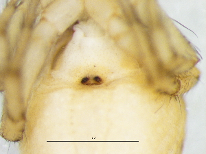  ( - Hepr_NMBA_19727_F)  @11 [ ] Creative Commons  Attribution Share-Alike (by-sa) (2025) Charles Haddad University of the Free State