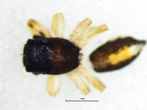  ( - Hetr_NMBA_19728_M)  @11 [ ] Creative Commons  Attribution Share-Alike (by-sa) (2025) Charles Haddad University of the Free State