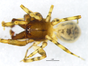  ( - Thgr_NMBA_19821_M)  @11 [ ] Creative Commons  Attribution Share-Alike (by-sa) (2025) Charles Haddad University of the Free State