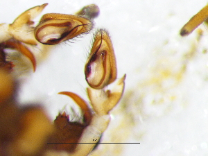  ( - Thgr_NMBA_19821_M)  @11 [ ] Creative Commons  Attribution Share-Alike (by-sa) (2025) Charles Haddad University of the Free State