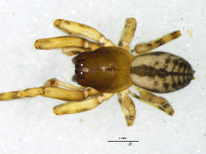  ( - Thgr_NMBA_19746_M)  @11 [ ] Creative Commons  Attribution Share-Alike (by-sa) (2025) Charles Haddad University of the Free State