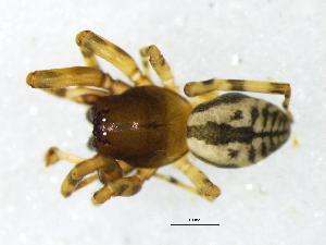  ( - Thgr_NMBA_19752_M)  @11 [ ] Creative Commons  Attribution Share-Alike (by-sa) (2025) Charles Haddad University of the Free State