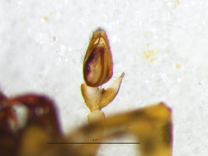  ( - Thgr_NMBA_19752_M)  @11 [ ] Creative Commons  Attribution Share-Alike (by-sa) (2025) Charles Haddad University of the Free State