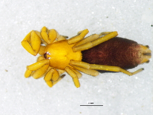  ( - Prpu_NMBA_19755_F)  @11 [ ] Creative Commons  Attribution Share-Alike (by-sa) (2025) Charles Haddad University of the Free State