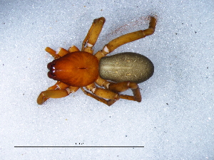  (Rhaeboctesis - Rhtr_NCA_2025_24_M)  @11 [ ] Creative Commons  Attribution Share-Alike (by-sa) (2025) Charles Haddad University of the Free State