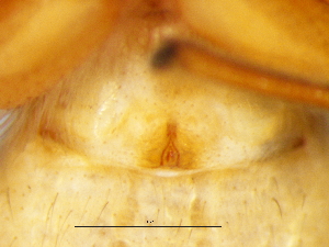  ( - Thsc_NMBA_19826_F)  @11 [ ] Creative Commons  Attribution Share-Alike (by-sa) (2025) Charles Haddad University of the Free State