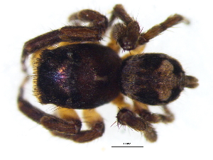  ( - Haal_NMBA_19829_M)  @11 [ ] Creative Commons  Attribution Share-Alike (by-sa) (2025) Charles Haddad University of the Free State