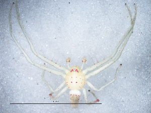  ( - Oxri_NCA_2025_55_M)  @11 [ ] Creative Commons  Attribution Share-Alike (by-sa) (2025) Charles Haddad University of the Free State