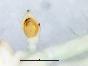  ( - Oxri_NCA_2025_55_M)  @11 [ ] Creative Commons  Attribution Share-Alike (by-sa) (2025) Charles Haddad University of the Free State