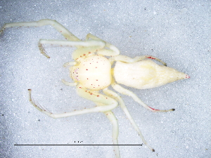  ( - Oxri_NCA_2025_56_F)  @11 [ ] Creative Commons  Attribution Share-Alike (by-sa) (2025) Charles Haddad University of the Free State