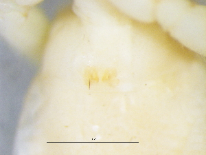  ( - Oxri_NCA_2025_56_F)  @11 [ ] Creative Commons  Attribution Share-Alike (by-sa) (2025) Charles Haddad University of the Free State