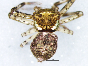  (Pherecydes ionae - Phio_NCA_2025_66_F)  @11 [ ] Creative Commons  Attribution Share-Alike (by-sa) (2025) Charles Haddad University of the Free State