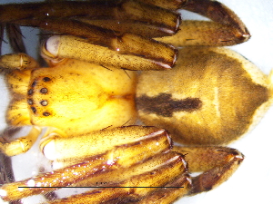  (Panaretella - Padi_NMBA_20005_F)  @11 [ ] Creative Commons  Attribution Share-Alike (by-sa) (2025) Charles Haddad University of the Free State