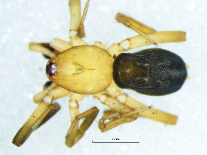  ( - Sesu_NMBA_20042_M)  @11 [ ] Creative Commons  Attribution Share-Alike (by-sa) (2025) Charles Haddad University of the Free State