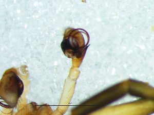  ( - Sesu_NMBA_20042_M)  @11 [ ] Creative Commons  Attribution Share-Alike (by-sa) (2025) Charles Haddad University of the Free State