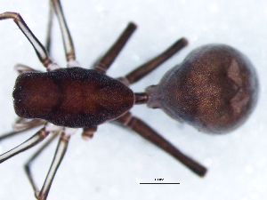  ( - Apfo_NMBA_20037_M)  @11 [ ] Creative Commons  Attribution Share-Alike (by-sa) (2025) Charles Haddad University of the Free State