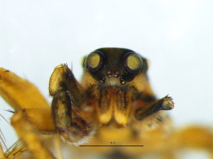  (Trabea natalensis - Trna_NMBA_20083_M)  @11 [ ] Creative Commons  Attribution Share-Alike (by-sa) (2025) Charles Haddad University of the Free State