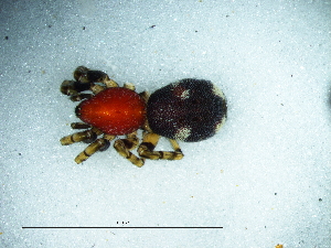  (Graptartia - Grgr_NMBA_20137_F)  @11 [ ] Creative Commons  Attribution Share-Alike (by-sa) (2025) Charles Haddad University of the Free State