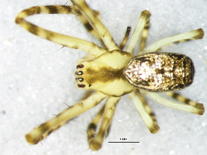  ( - Meha_SAM-ENW-C015338_M)  @11 [ ] Creative Commons  Attribution Share-Alike (by-sa) (2025) Charles Haddad University of the Free State