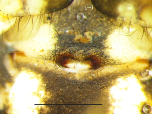  ( - Meha_SAM-ENW-C015335_F)  @11 [ ] Creative Commons  Attribution Share-Alike (by-sa) (2025) Charles Haddad University of the Free State