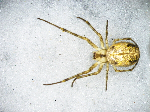  ( - Meha_SAM-ENW-C015334_F)  @11 [ ] Creative Commons  Attribution Share-Alike (by-sa) (2025) Charles Haddad University of the Free State