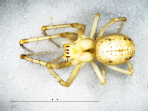  ( - Meha_SAM-ENW-C015336_F)  @11 [ ] Creative Commons  Attribution Share-Alike (by-sa) (2025) Charles Haddad University of the Free State