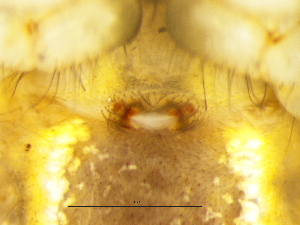  ( - Meha_SAM-ENW-C015336_F)  @11 [ ] Creative Commons  Attribution Share-Alike (by-sa) (2025) Charles Haddad University of the Free State