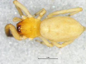  ( - Rugr_NMBA_20154_F)  @11 [ ] Creative Commons  Attribution Share-Alike (by-sa) (2025) Charles Haddad University of the Free State