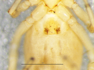  ( - Rugr_NMBA_20154_F)  @11 [ ] Creative Commons  Attribution Share-Alike (by-sa) (2025) Charles Haddad University of the Free State