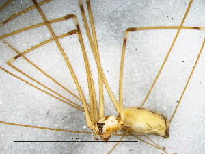  (Smeringopus ubicki - Smub_NMBA_20150_F)  @11 [ ] Creative Commons  Attribution Share-Alike (by-sa) (2025) Charles Haddad University of the Free State